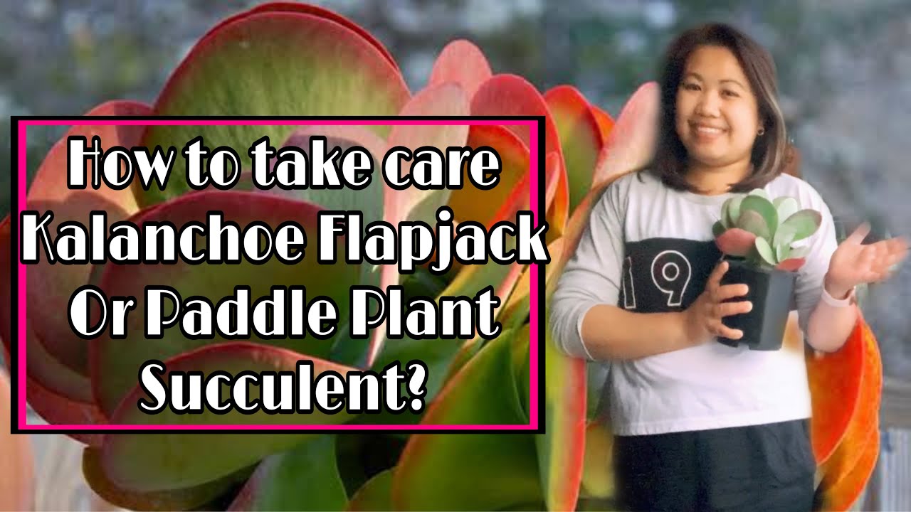Kalanchoe Flapjack Succulent Complete Care Guide for beginners