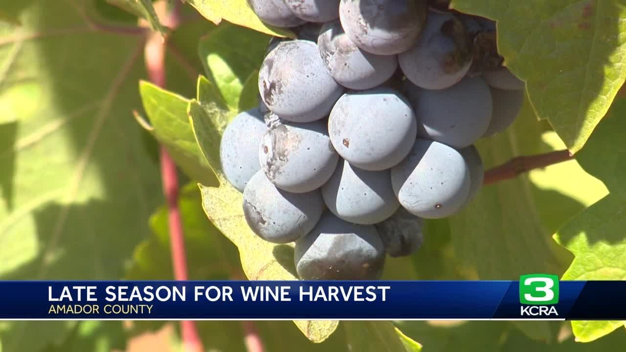 California winemakers benefit from late harvest