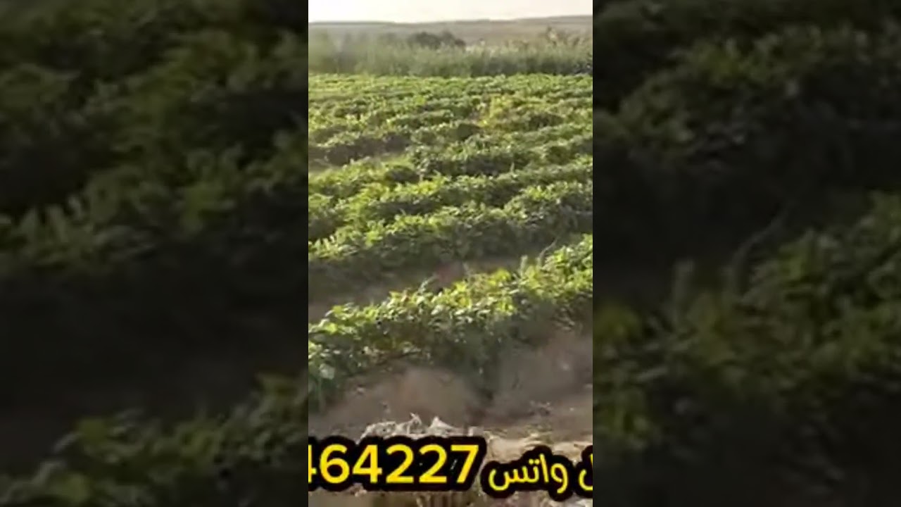 مزرعة 500 فدان للبيع مزروعه #للعقارات #في عقارات #مزروعات #اكسبلور #للمزرعه #للبيع #مزرعتي
