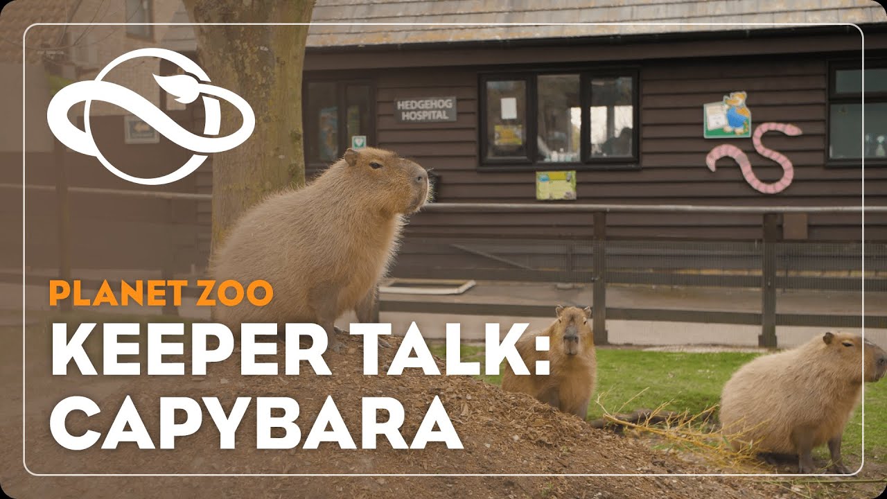 Planet Zoo | Keeper Talk | Capybara