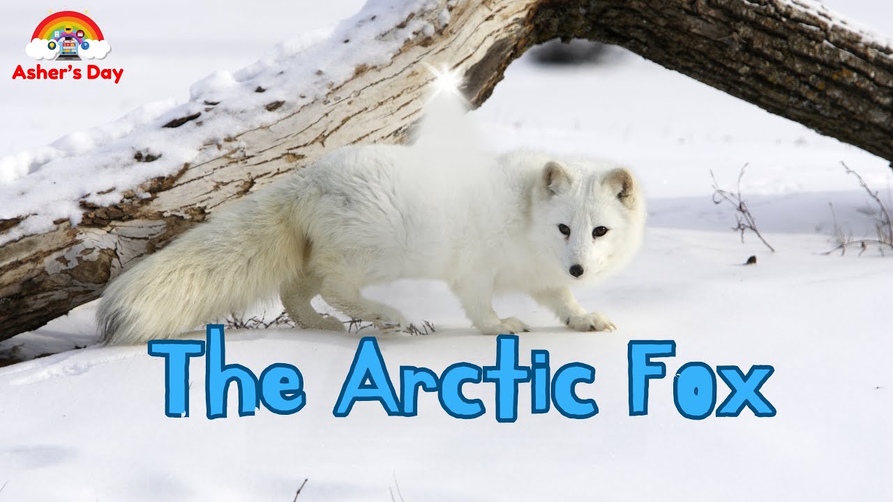 Amazing Arctic Fox Adventure! #animals #arctic #kids