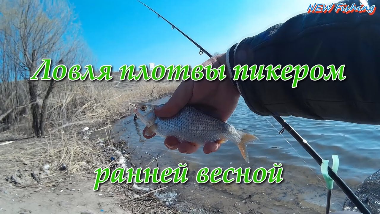 Ловля плотвы пикером ранней весной. Открытие сезона 2017.