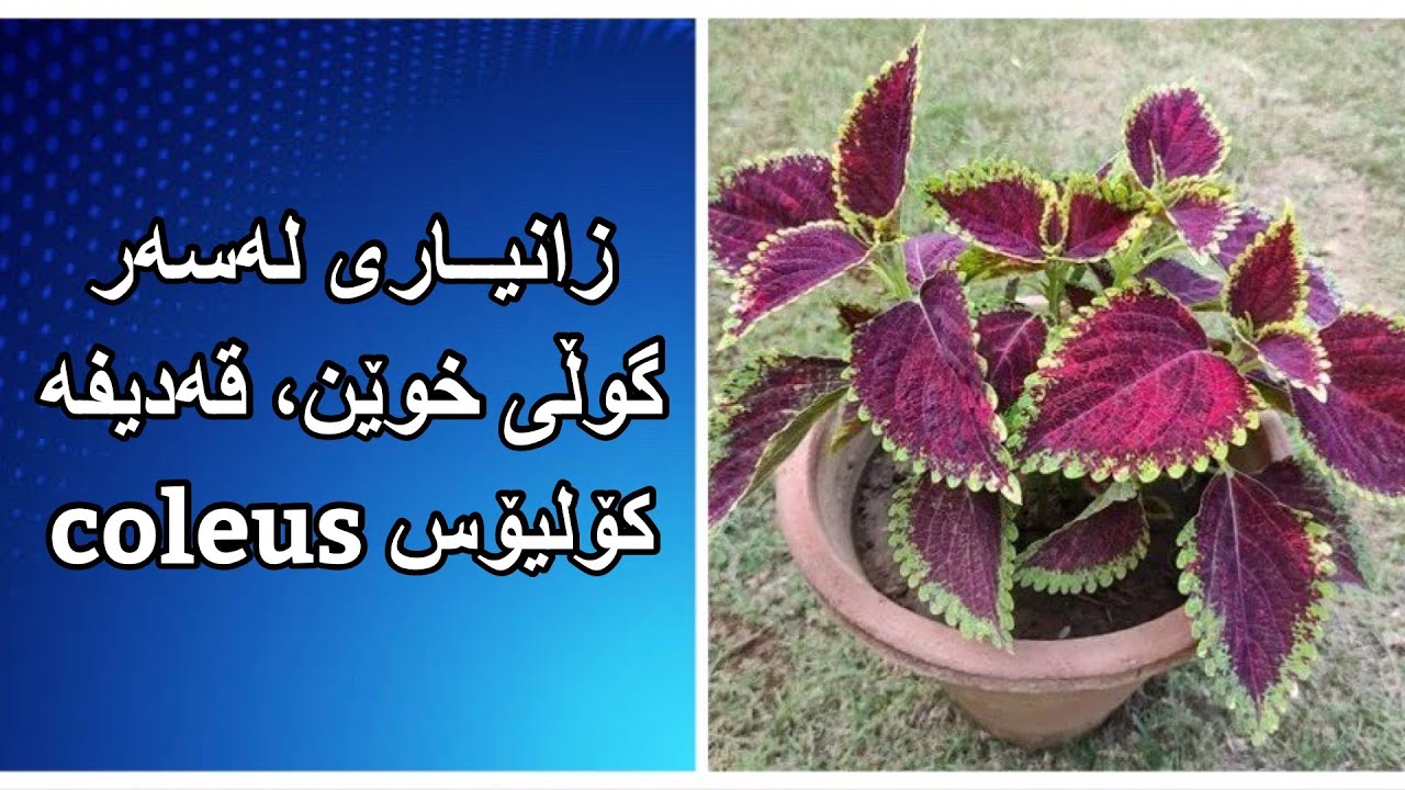 زانیاری لەسەر گوڵی خوێن ،  قەدیفە ، ئەزالیا ، کۆلیۆس،  چۆن زیادی بکەین؟ چۆن گەشە دەکات #Rahelaziz