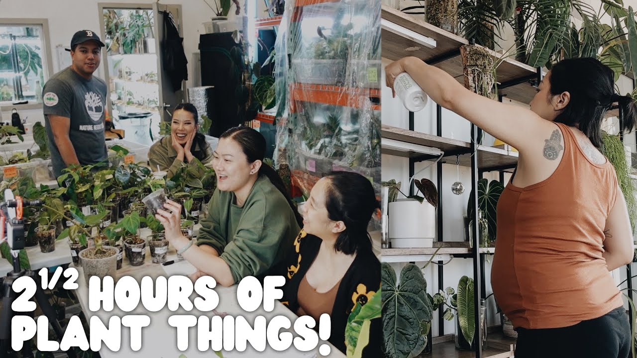 a week of plant things #25 pt.1 - IG live sale, work at a plant shop & living room shelf maintenance