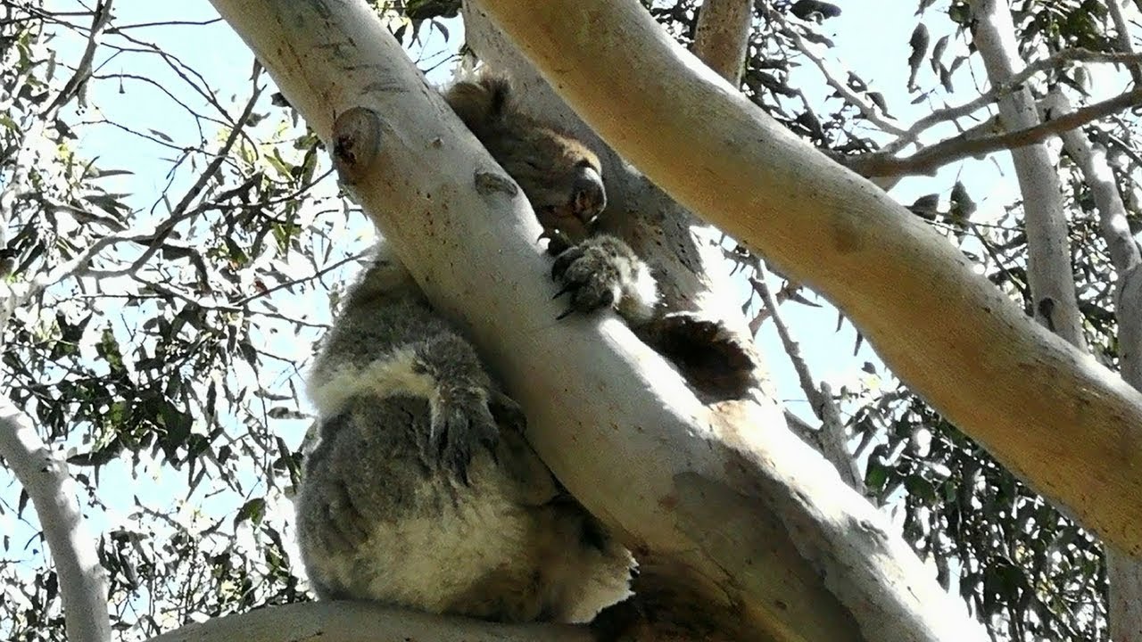 GREAT OCEAN ROAD WATERFALLS AND KOALAS