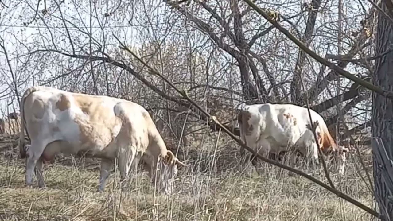 Лейкоз коров можно победить?💪