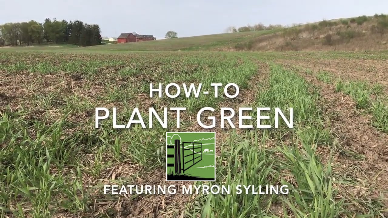 Myron Sylling on Planting Green into Cover Crops