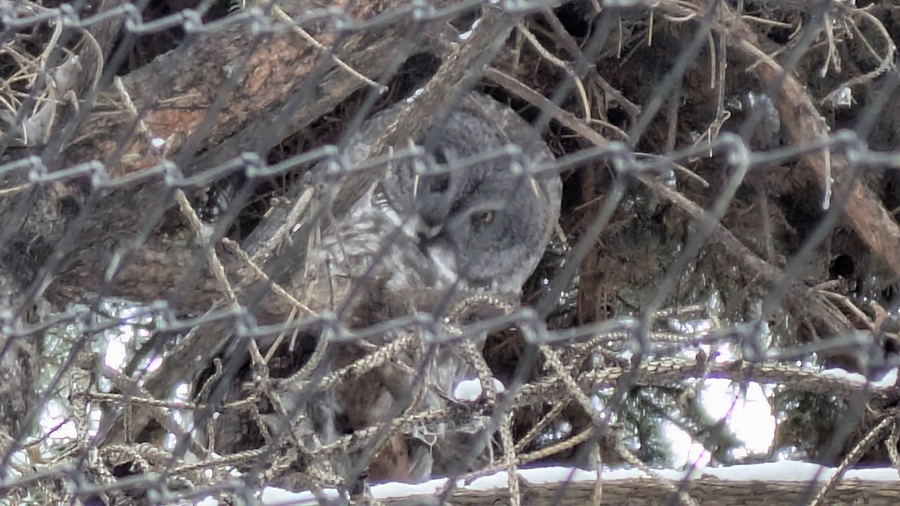 Great Grey Owls, Calgary Zoo