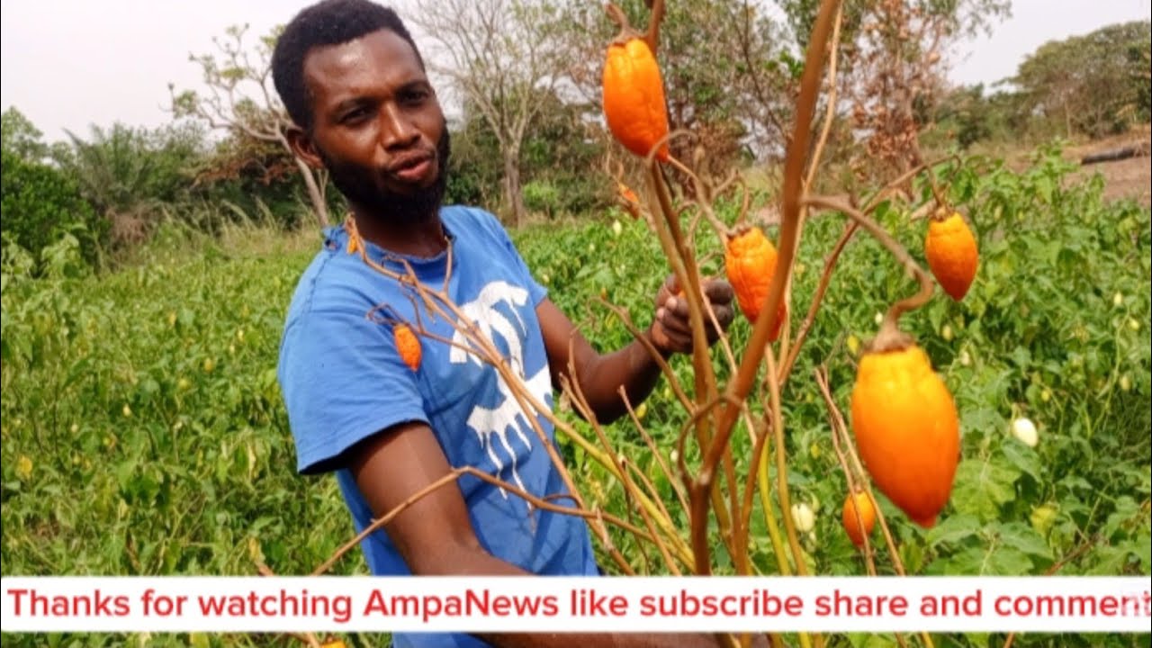 How young Ghanaian made this happen through dry season garden eggs 🥚 👀 2025