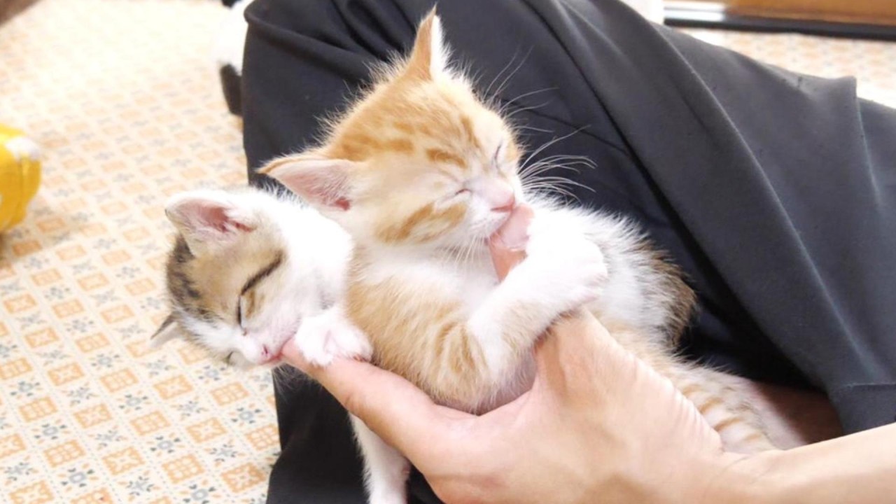 君達なんでこうなっちゃうの？左手に指吸い子猫が渋滞してますｗ【赤ちゃん猫　保護猫】