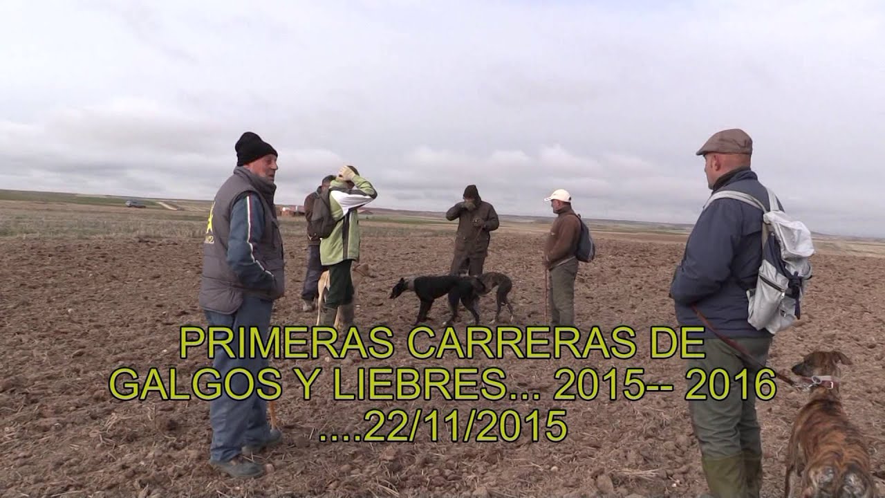 Galgos y Liebres .. 2015 ---2016