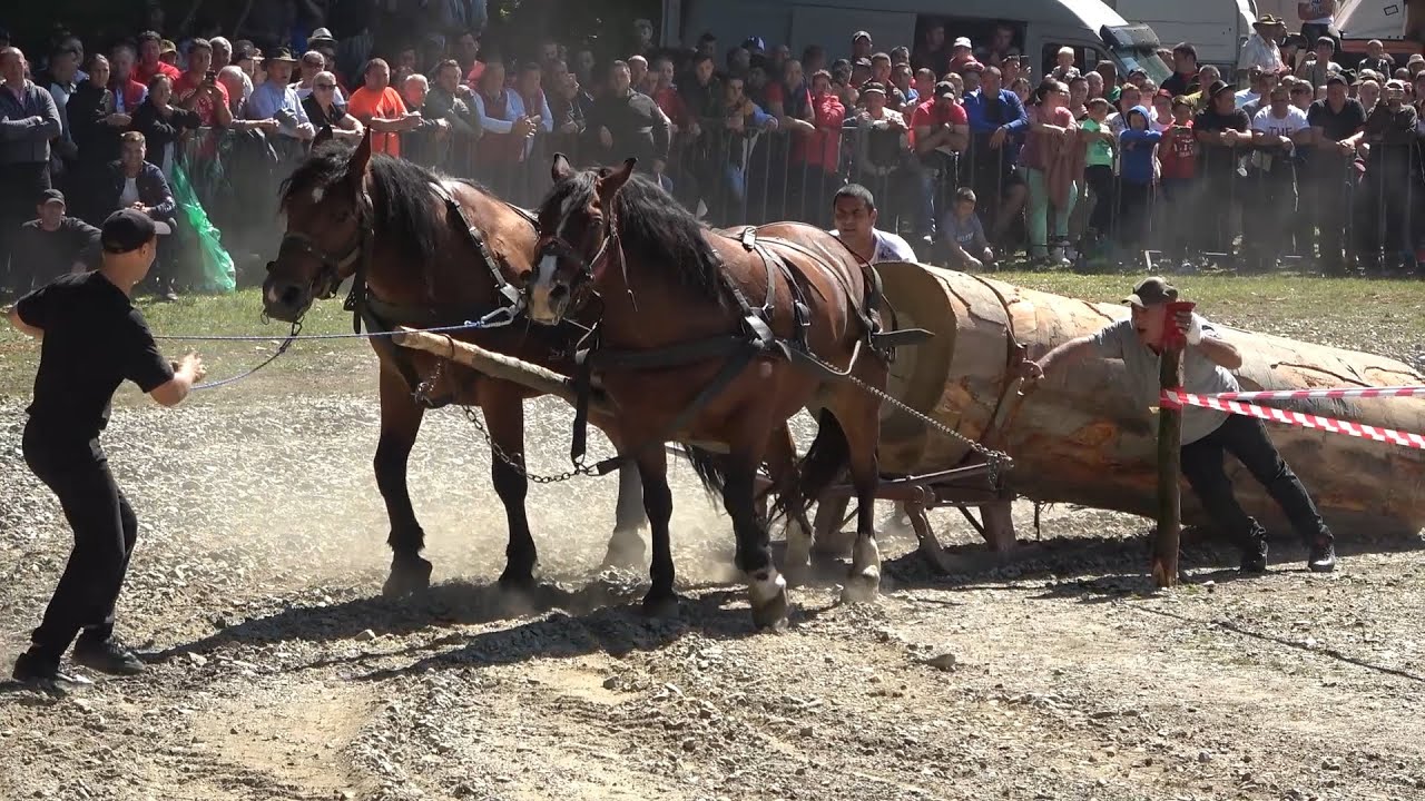 Concurs cu cai de tractiune   Proba de dublu   Rasnov, Brasov 12 sept 2021 Nou!!!