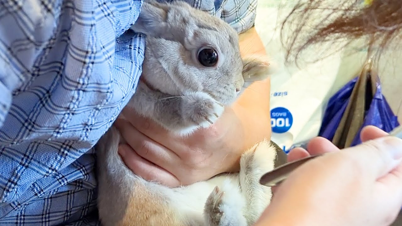 爪切りに連れていく度に飼い主に裏切られたと絶望するうさぎさん・・・そして家に帰ってからが大変なんです・・・
