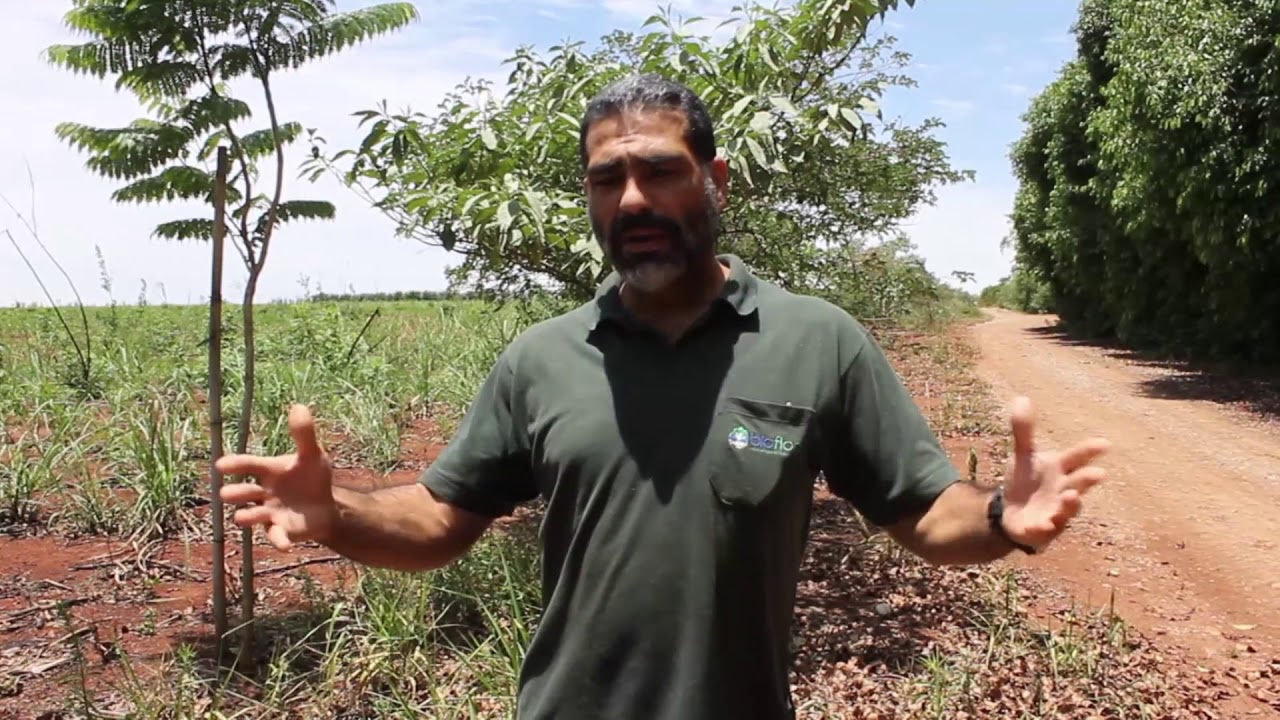 Tira-Dúvidas Bioflora - Qual a melhor espécie para a recuperação de uma nascente?