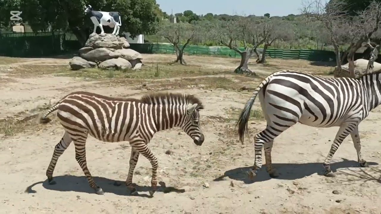 # Estuvimos visitando zoo safari fauna aventura ( Talavera de la reina ).
