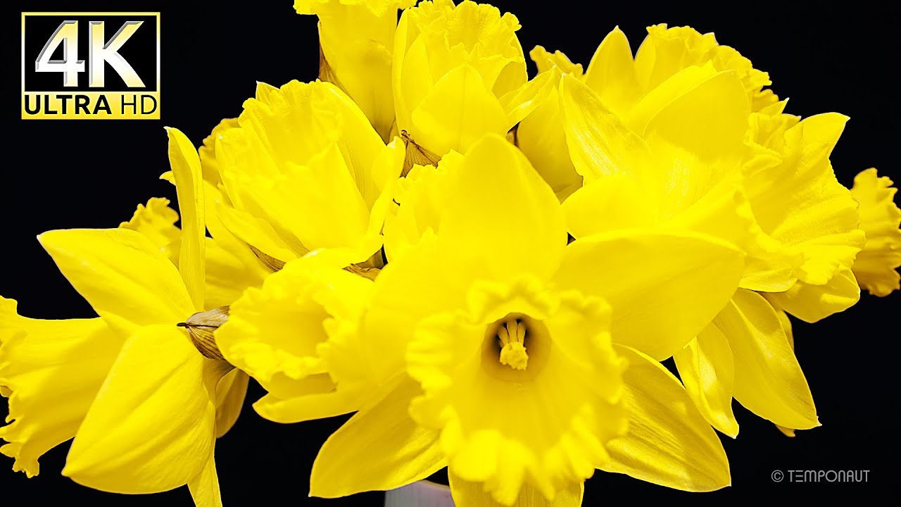 Daffodil (Narcissus) 4K Timelapse 60fps