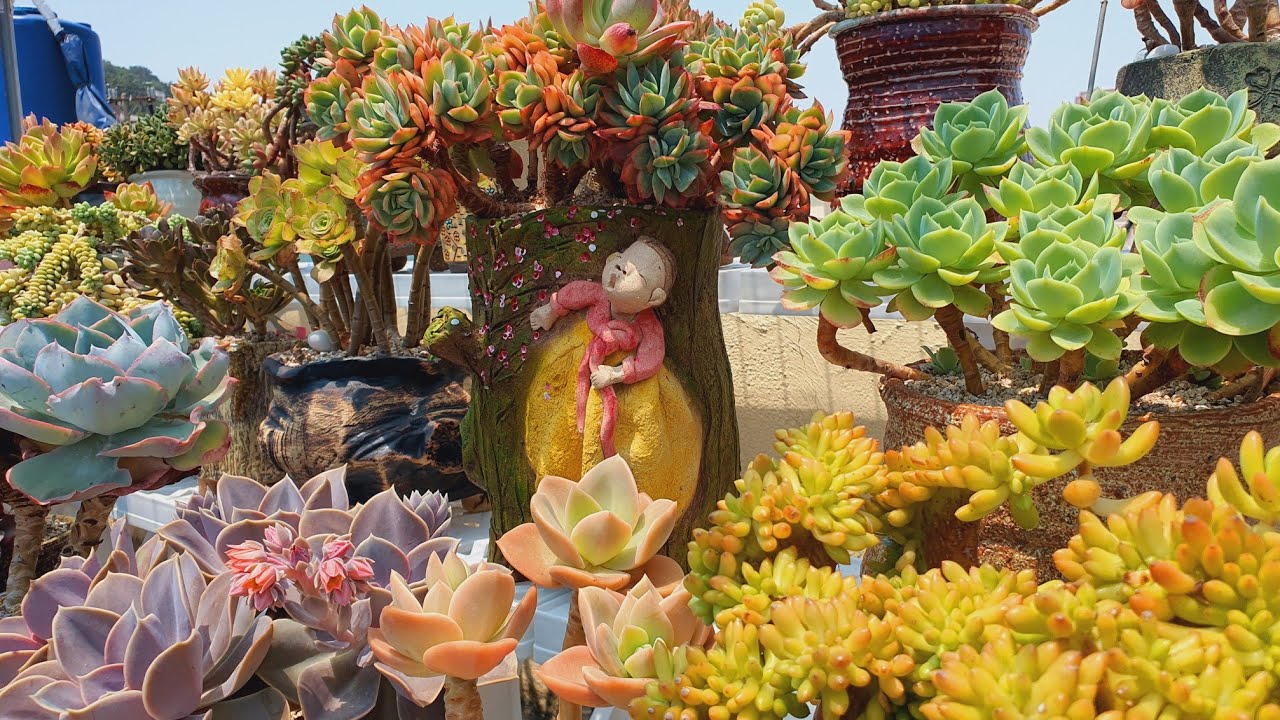 #러우금#박하장#둥근잎비취후리대대품으로 합식해봤어요^^ /korean succulents plants💗