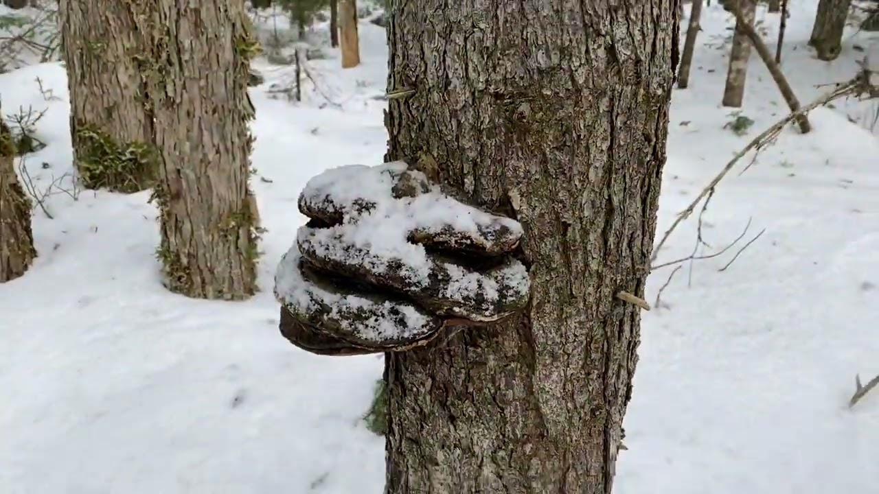 Winter Woods Walk