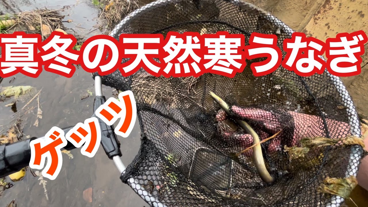 真冬に天然寒うなぎ【三浦半島編】神奈川県　横須賀