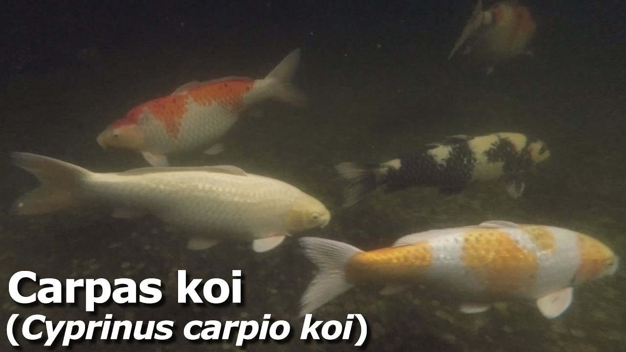 Peces. Carpas koi (Cyprinus carpio koi)