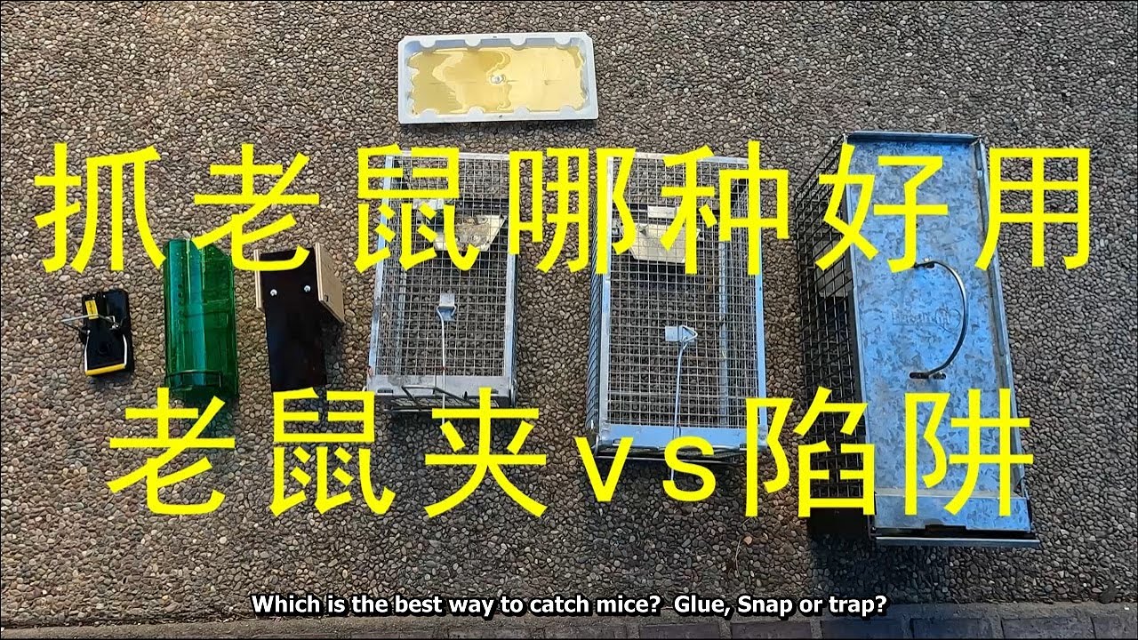 哪种老鼠夹、陷阱最好用？对比一下看看（Mouse Traps, Which One is Most Effective？）English Subtitle