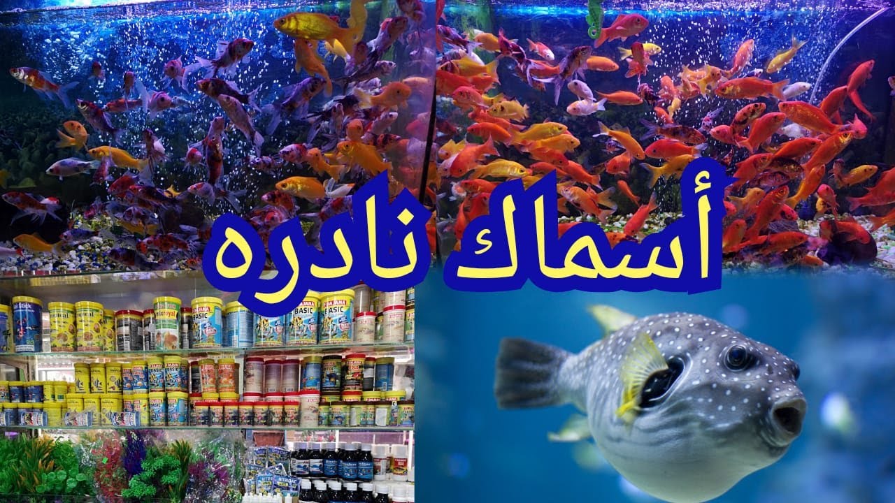 فديوا رائع من سوق القريعة لسمك الزينة ماشاء الله الوان روعة واشكال خيالية