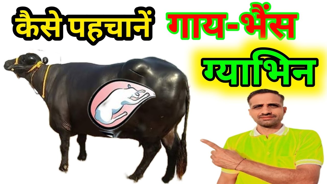 ग्याभिन गाय-भैस की पहचान कैसे करें।How to check Animals Pregnancy। #Animals#Cattle#Farming#Pilania👆