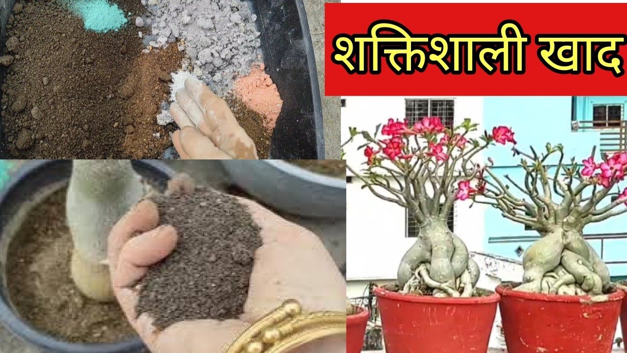 Nitrogen rich fertilizer for adenium,s growth