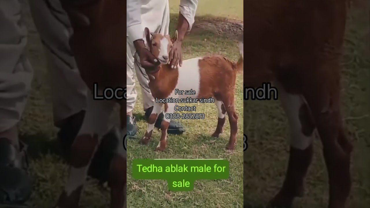 Tedda for sale #tedda #bakra #bakramandi