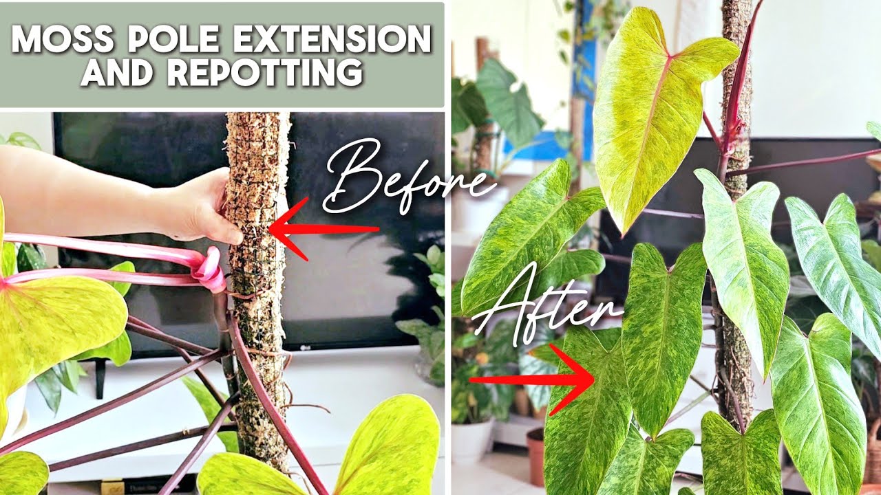 Extending Moss Pole and Repotting of Philodendron Painted Lady
