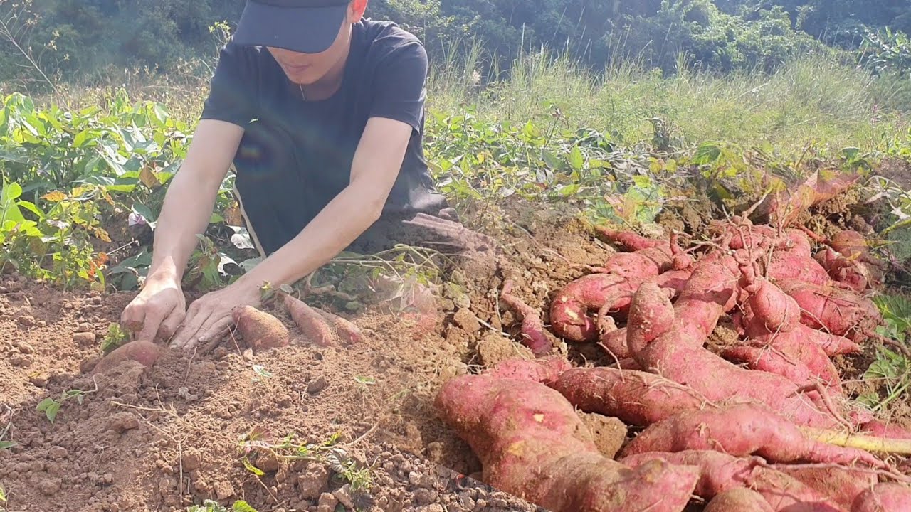 Thu hoạch khoai lang ,khoai nghệ ngoài vườn |công lâm official