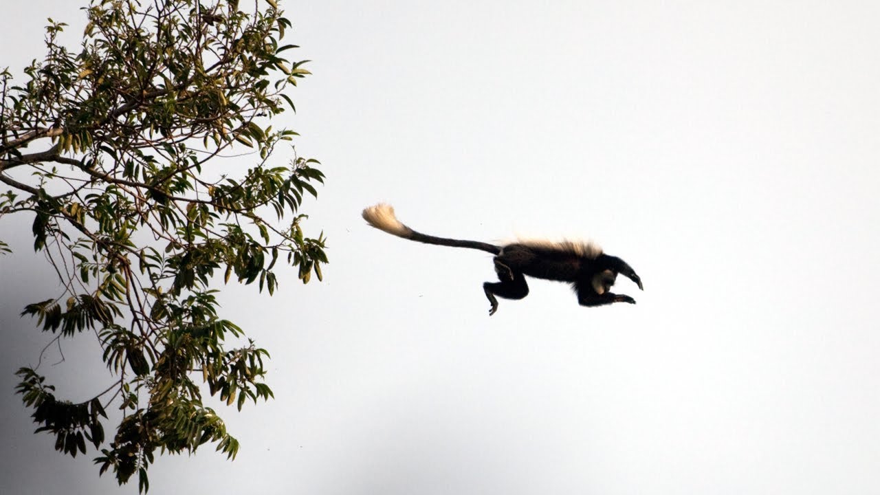 Eager Chimp's First Monkey Hunt | BBC Earth