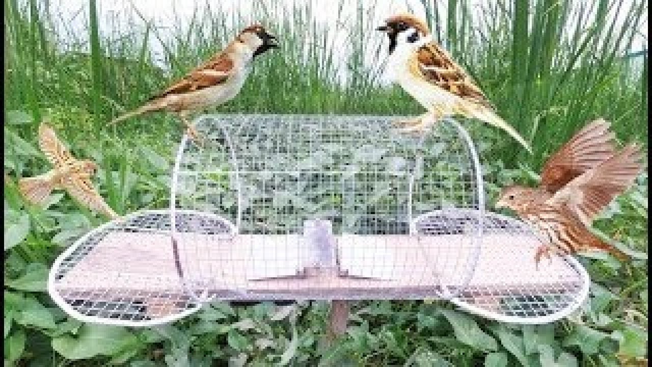 Create bester Sparrow trap using Electric Fan at gaden