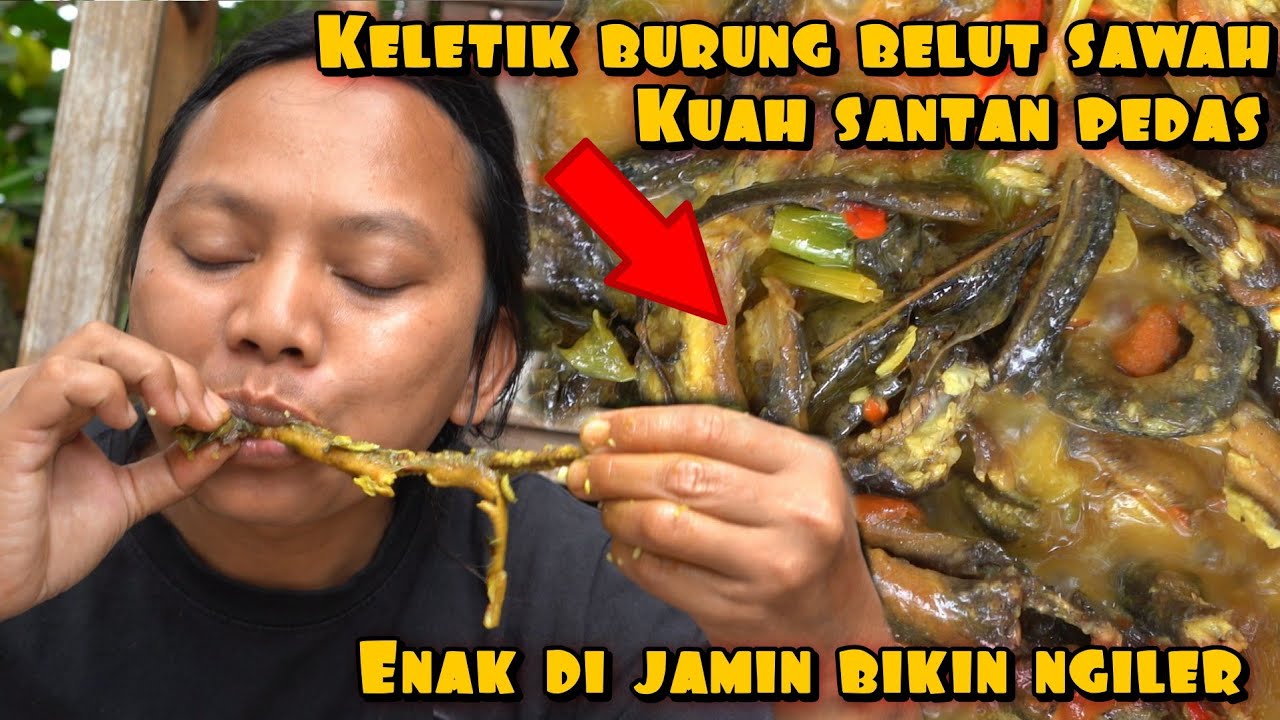 KELETIK BURUNG BELUT SAWAH MAKANAN MEWAH