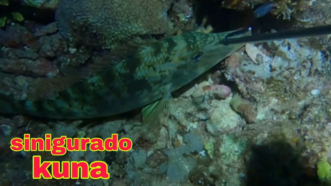 ep596 isdang dugso sinigurado kuna at baka makatakas pa