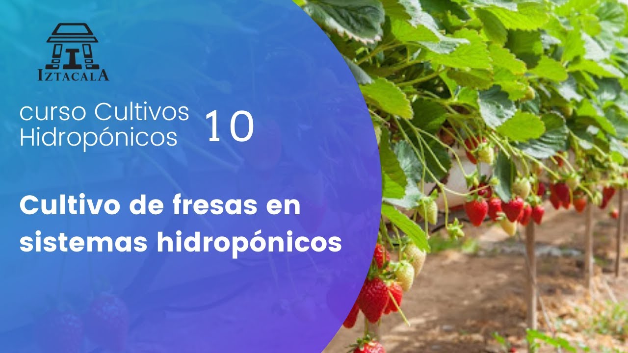Cultivo de fresas en sistemas hidropónicos