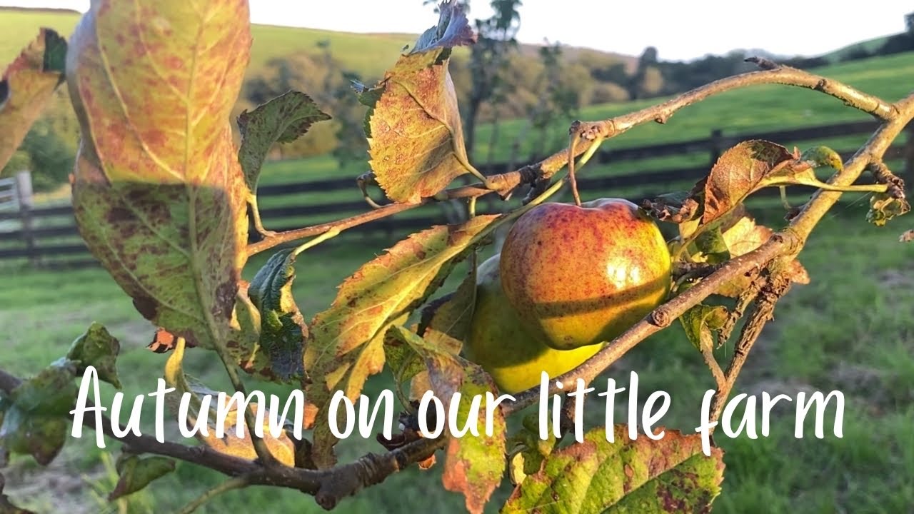 Hello Autumn. Early September on our little farm in Cornwall 🍂