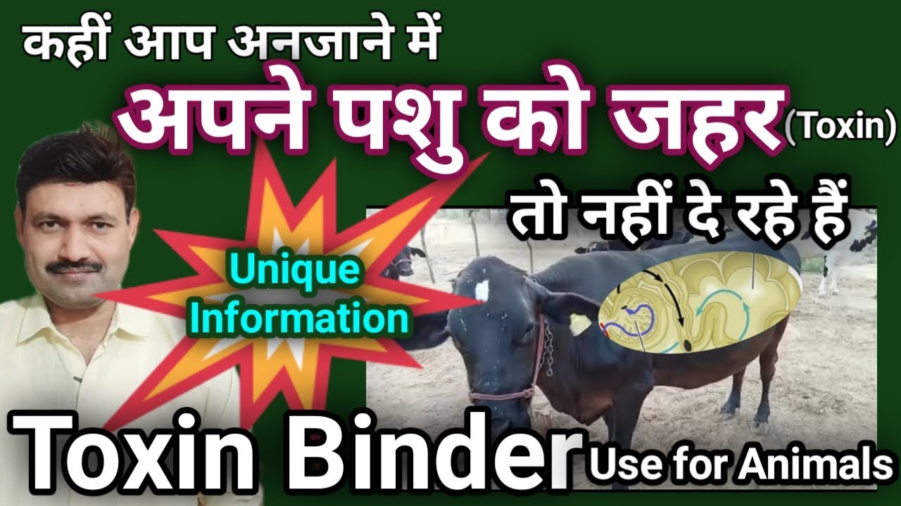 Toxin Binder for cattle feed टॉक्सिन बाइंडर क्या होता है what is toxin in animal body