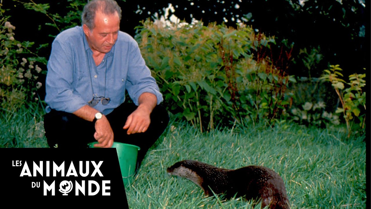 La cité des loutres - Fous d'animaux