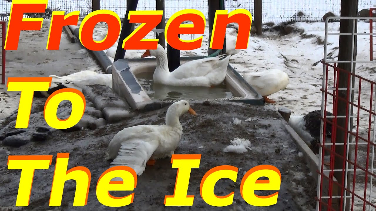 Season 3 & The Geese Are Causing Problems #1 Wintering Ducks & Geese
