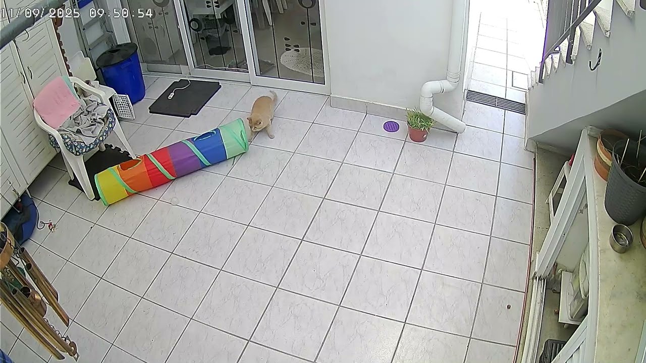 Gato Feliz
