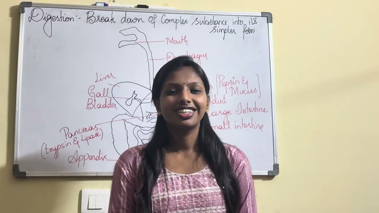 Human Digestive system  