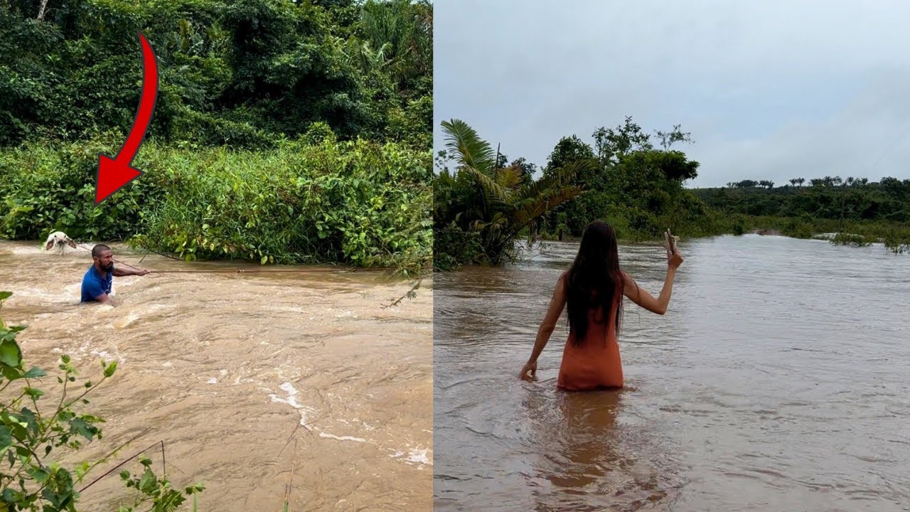 O BEZERRO ESTAVA MORRENDO AFOGADO NA ENCHENTE 😰