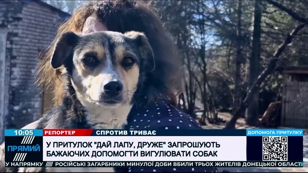 Собаки з притулку 
