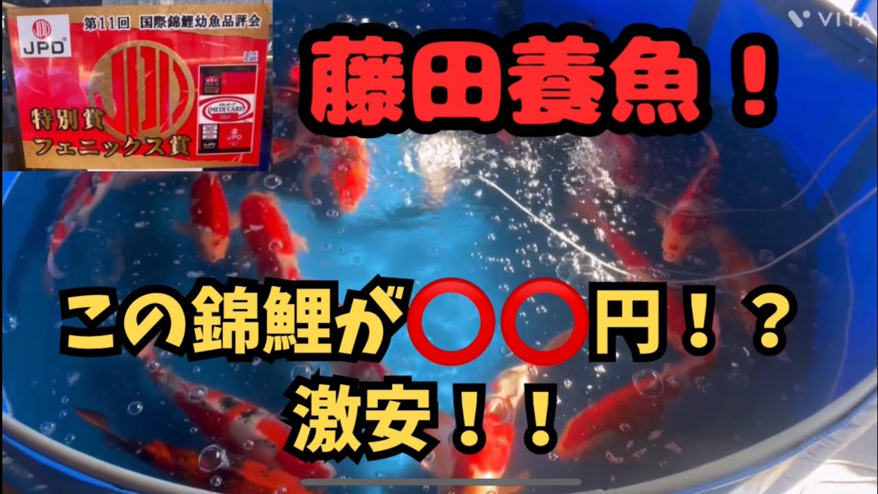 『売出し準備』え？この錦鯉、この値段？良いんですかー？#koi #錦鯉 #carp #nishikigoi #アクアリウム #藤田養魚