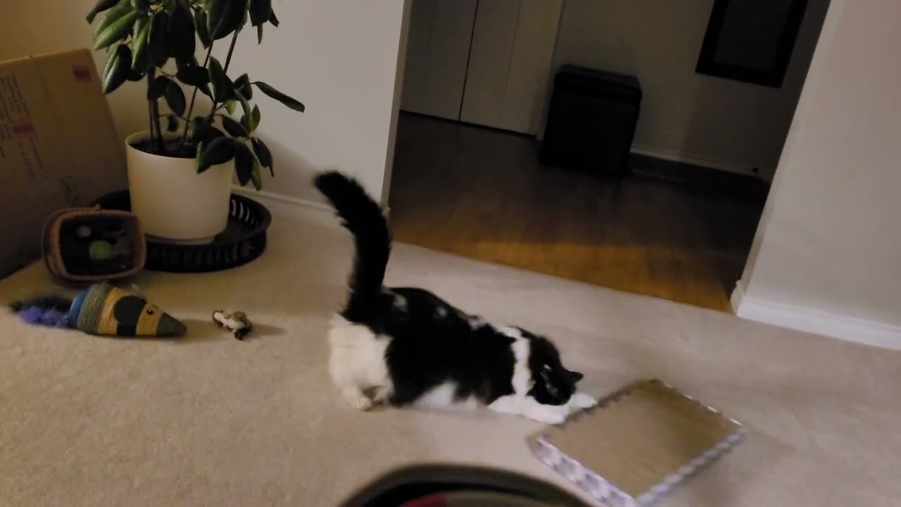 A Day in the Life From Zoomies to I'm Done in 60 Seconds
