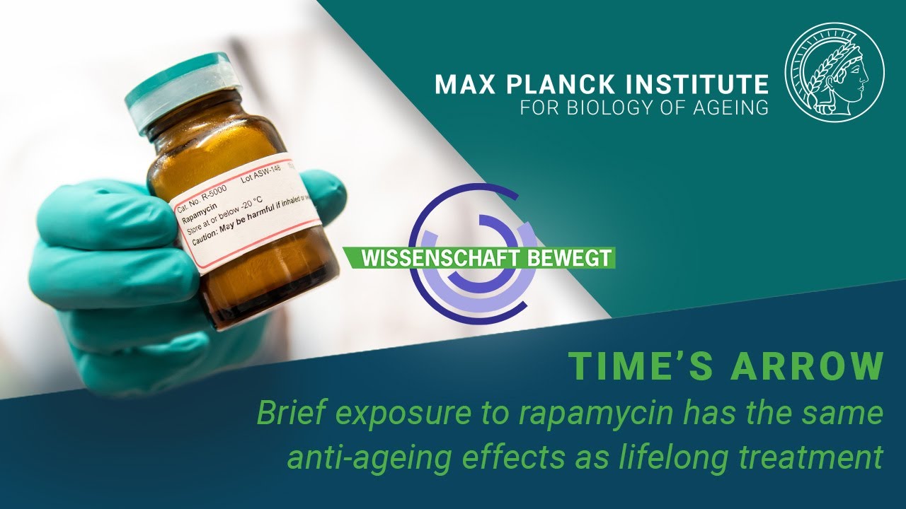 Time&rsquo;s arrow: Brief exposure to rapamycin has the same anti-ageing effects as lifelong treatment
