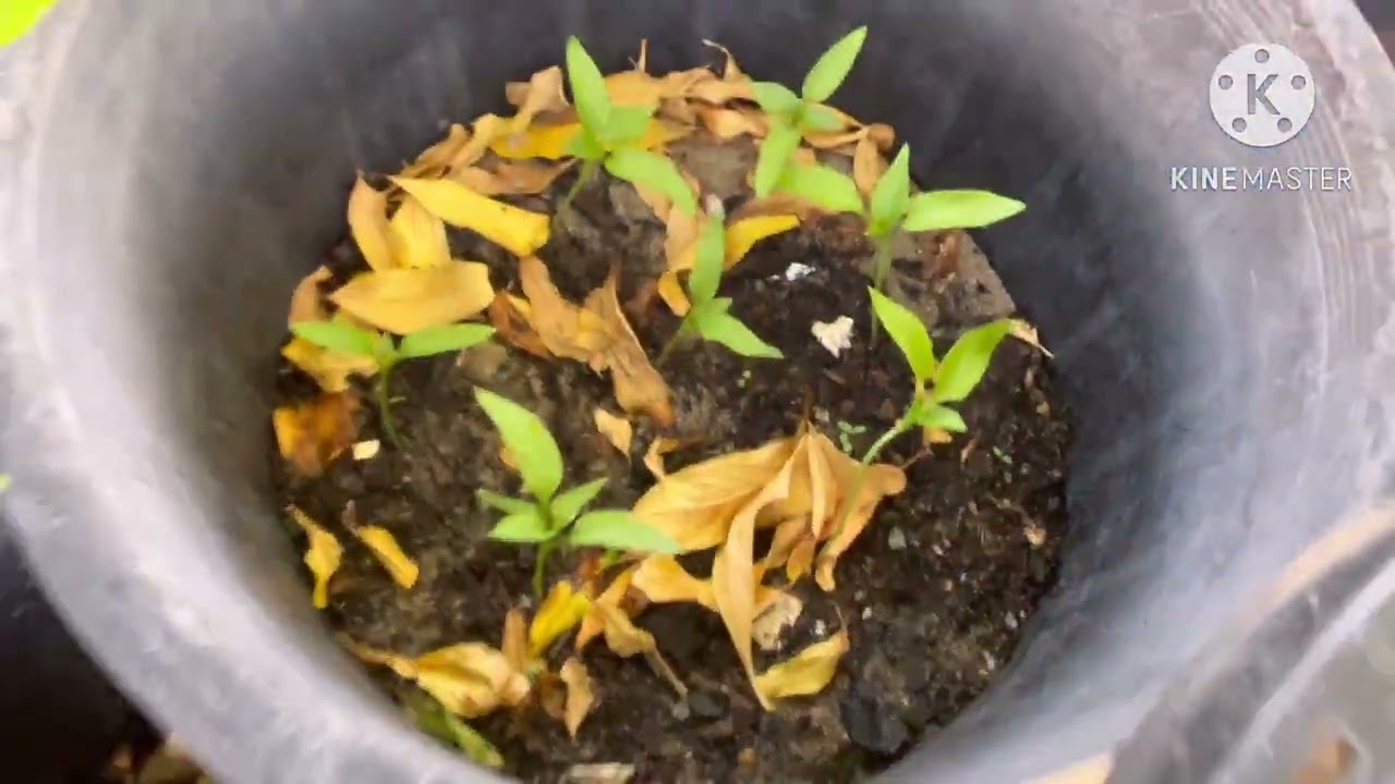 Gardens time part 208 (update)