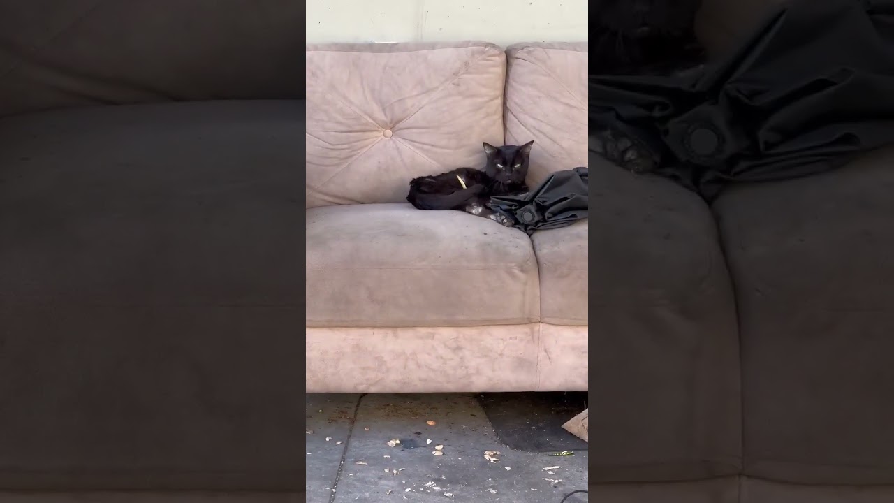 ACTIVE INVESTIGATION: Kitten Found Clinging to Life, Injuries Reveal He Was Hogtied [STORY BELOW]