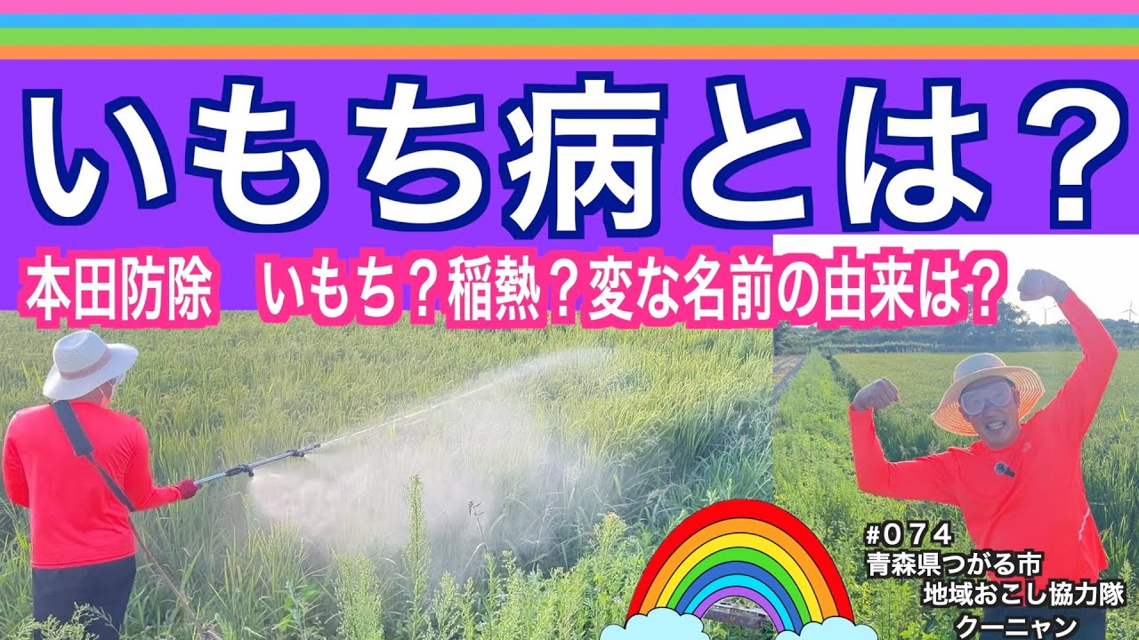 【いもち病と防除】お米作りに欠かせない防虫防除作業をしてきました！変な名前だけどいもちって何で言うの？語源調べてみました